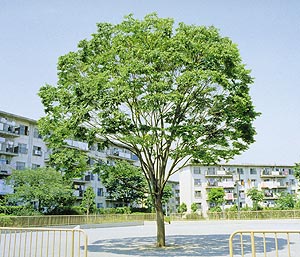 ベストホーム 岡山 人気の植木 高木類 落葉樹 ケヤキ